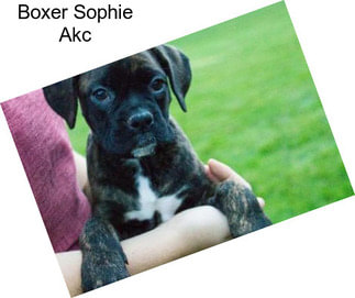 Boxer Sophie Akc