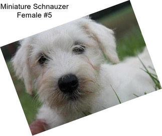 Miniature Schnauzer Female #5