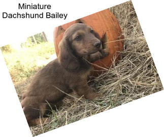 Miniature Dachshund Bailey