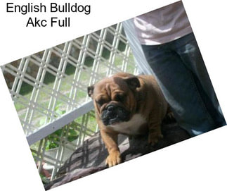 English Bulldog Akc Full