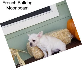 French Bulldog Moonbeam