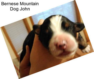 Bernese Mountain Dog John