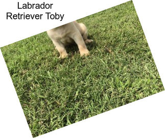 Labrador Retriever Toby