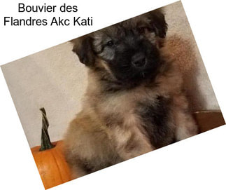 Bouvier des Flandres Akc Kati