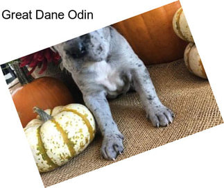 Great Dane Odin