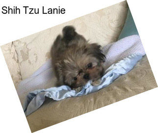 Shih Tzu Lanie