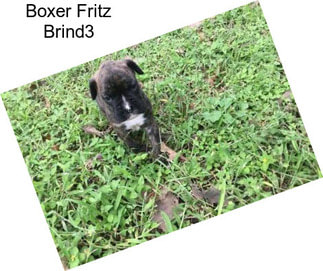 Boxer Fritz Brind3