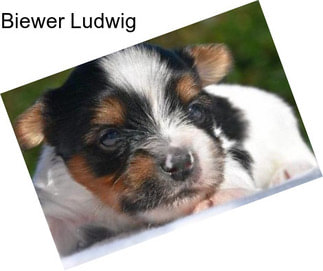 Biewer Ludwig