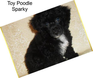Toy Poodle Sparky