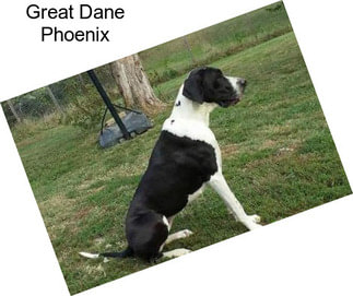 Great Dane Phoenix