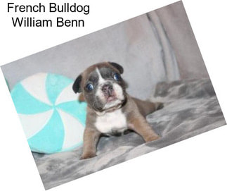 French Bulldog William Benn