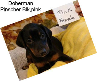 Doberman Pinscher Blk,pink