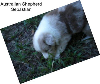 Australian Shepherd Sebastian