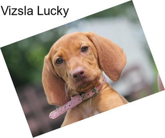 Vizsla Lucky