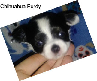 Chihuahua Purdy