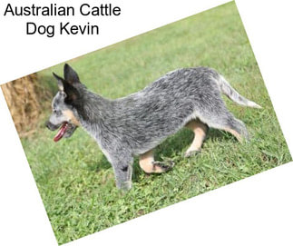 Australian Cattle Dog Kevin