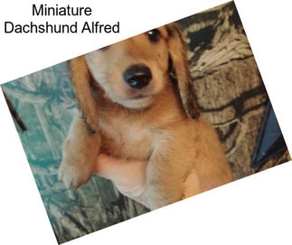 Miniature Dachshund Alfred