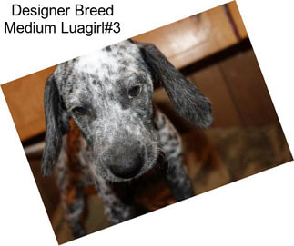 Designer Breed Medium Luagirl#3