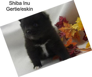 Shiba Inu Gertie/eskin