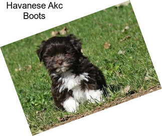 Havanese Akc Boots