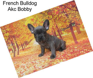 French Bulldog Akc Bobby
