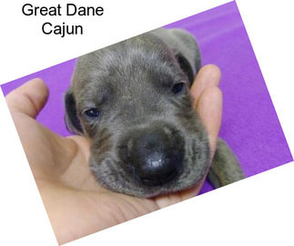 Great Dane Cajun