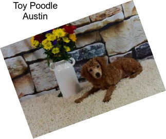 Toy Poodle Austin