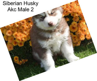 Siberian Husky Akc Male 2