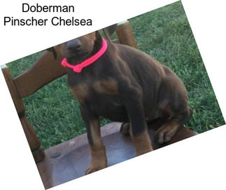 Doberman Pinscher Chelsea