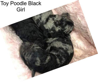 Toy Poodle Black Girl