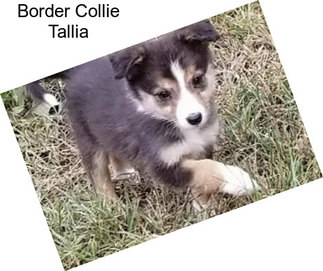 Border Collie Tallia