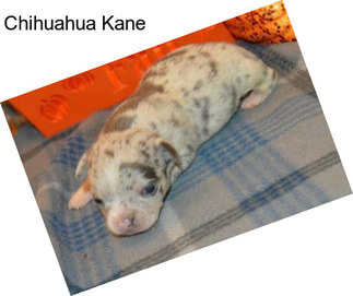 Chihuahua Kane