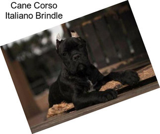 Cane Corso Italiano Brindle