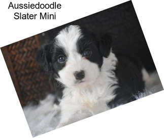 Aussiedoodle Slater Mini