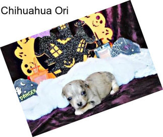 Chihuahua Ori