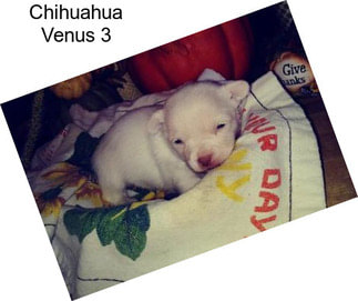Chihuahua Venus 3
