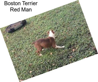 Boston Terrier Red Man