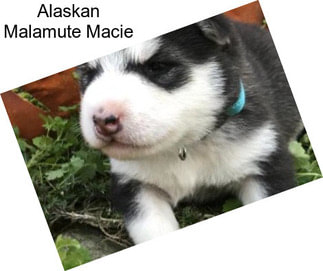 Alaskan Malamute Macie