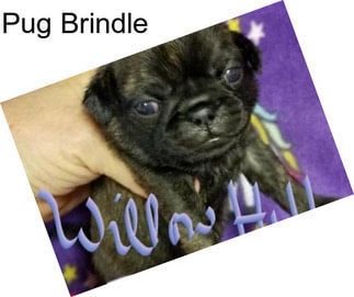 Pug Brindle
