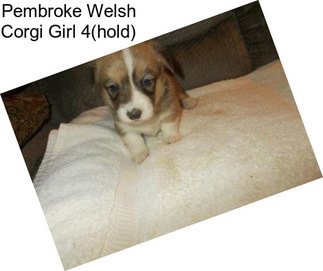 Pembroke Welsh Corgi Girl 4(hold)