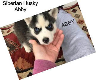 Siberian Husky Abby