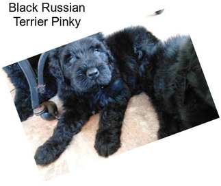 Black Russian Terrier Pinky