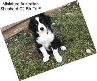 Miniature Australian Shepherd C2 Blk Tri F