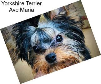 Yorkshire Terrier Ave Maria