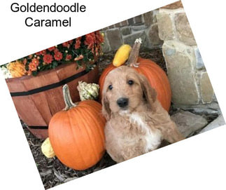 Goldendoodle Caramel