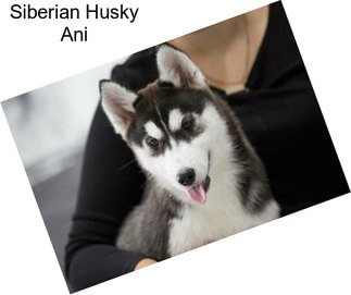 Siberian Husky Ani
