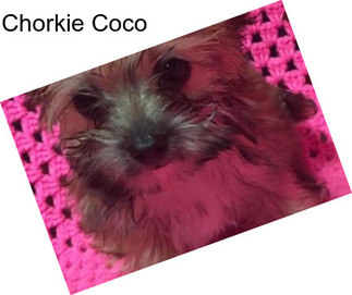 Chorkie Coco