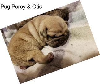 Pug Percy & Otis