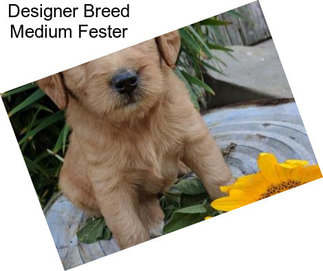 Designer Breed Medium Fester