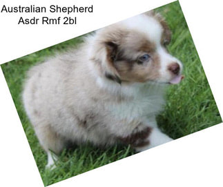 Australian Shepherd Asdr Rmf 2bl